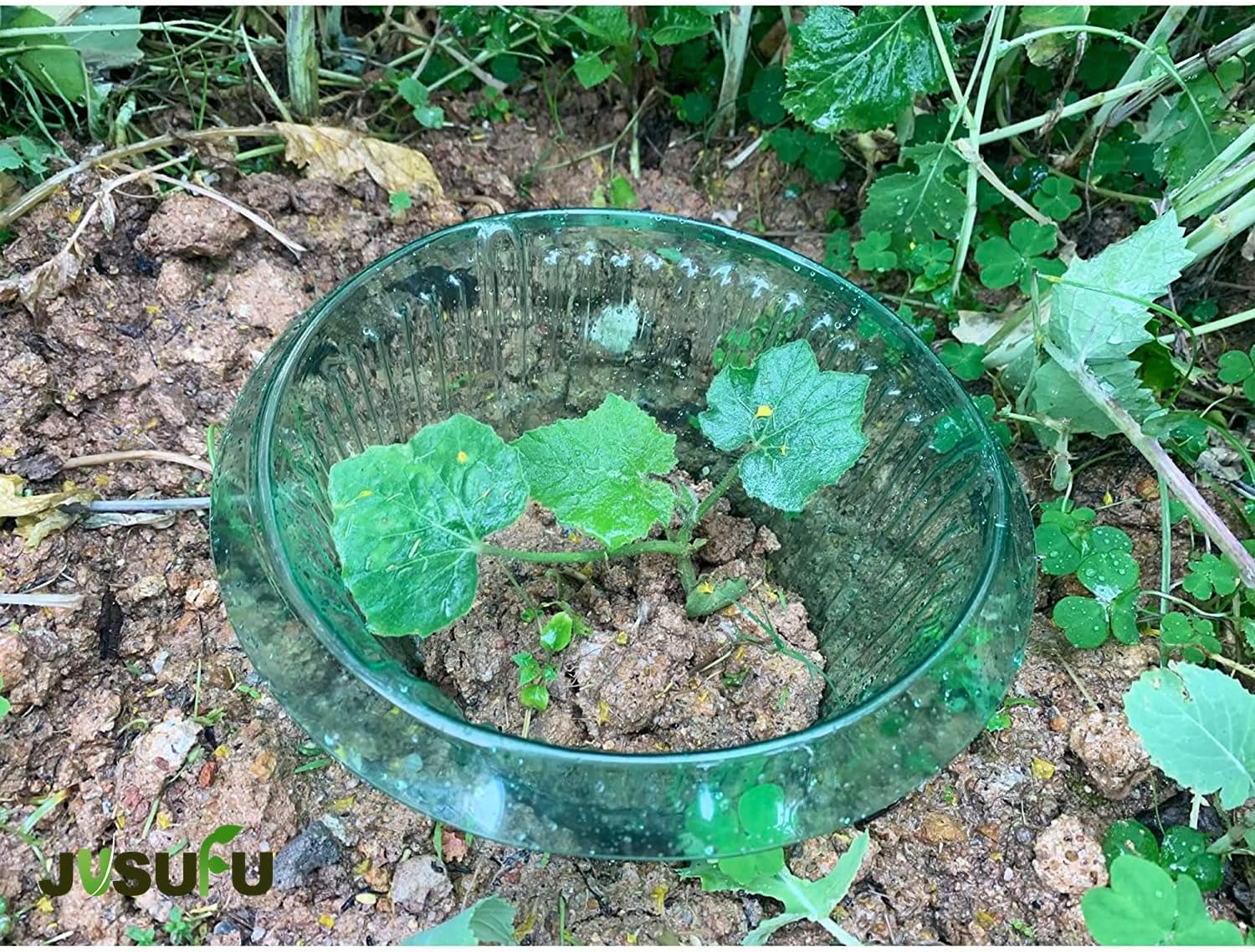 1/30pcs Plants Slug Protection - đánh giá và giá Vegetable Transplanter